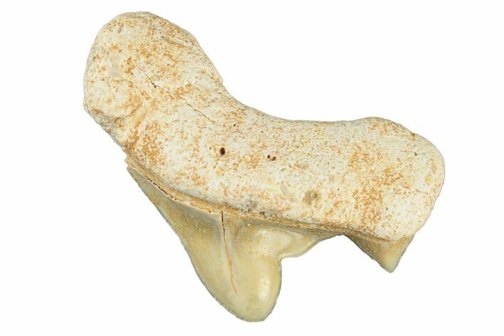 Pathological Otodus Shark Tooth - Morocco #252468